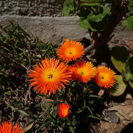 Elba 4* Capoliveri (Isola d'Elba)