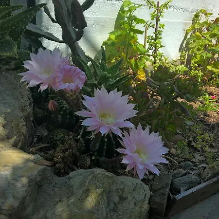 מלון דירות Elba 4*