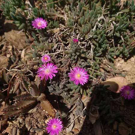 Elba 4* קאפוליברי