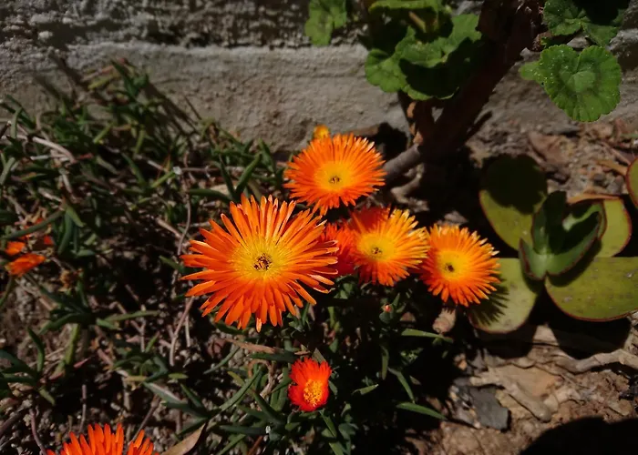 Elba 4* קאפוליברי