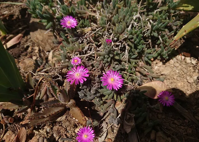 Elba 4* קאפוליברי